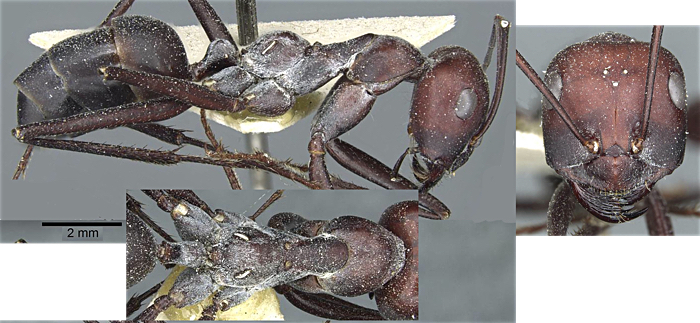 Cataglyphis bellicosus major