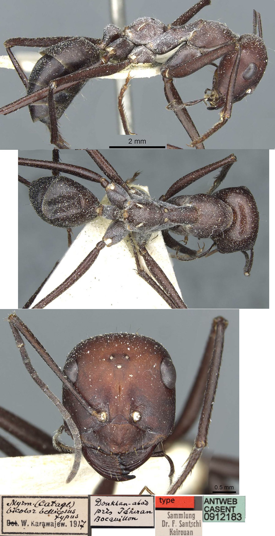 {Cataglyphis bellicosus}