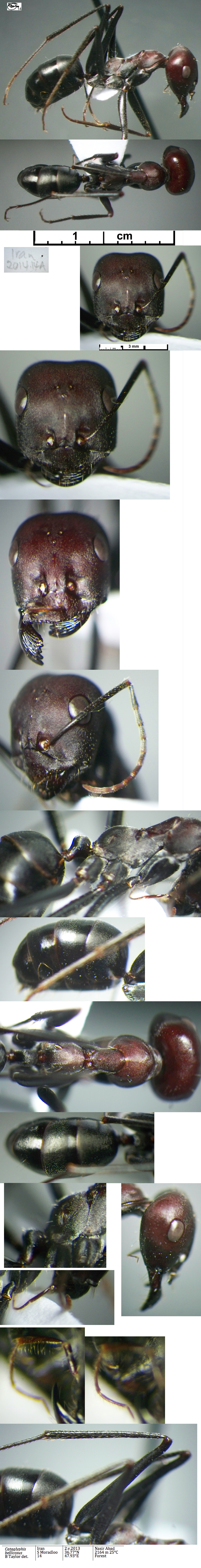 {Cataglyphis bellicosus}