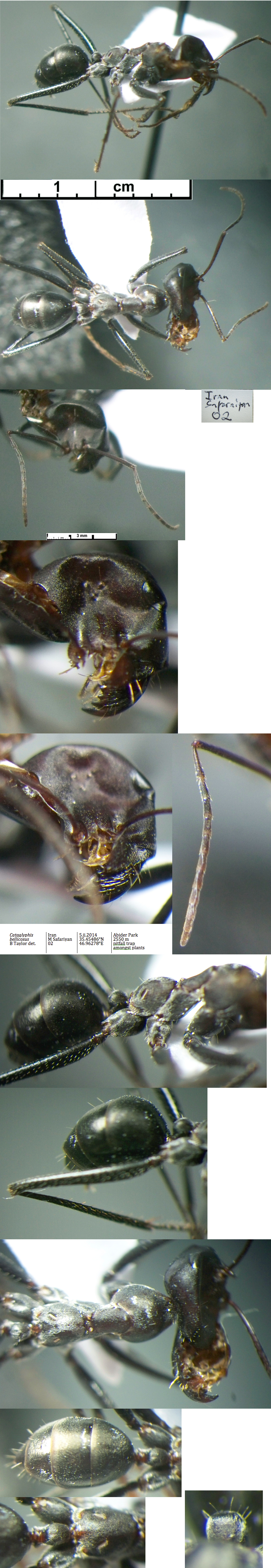 {Cataglyphis bellicosus}