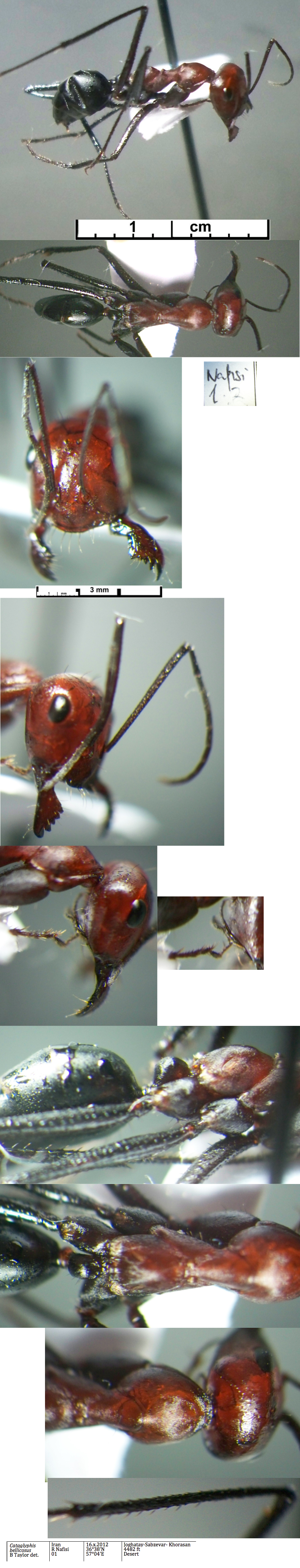 {Cataglyphis bellicosus minor worker}