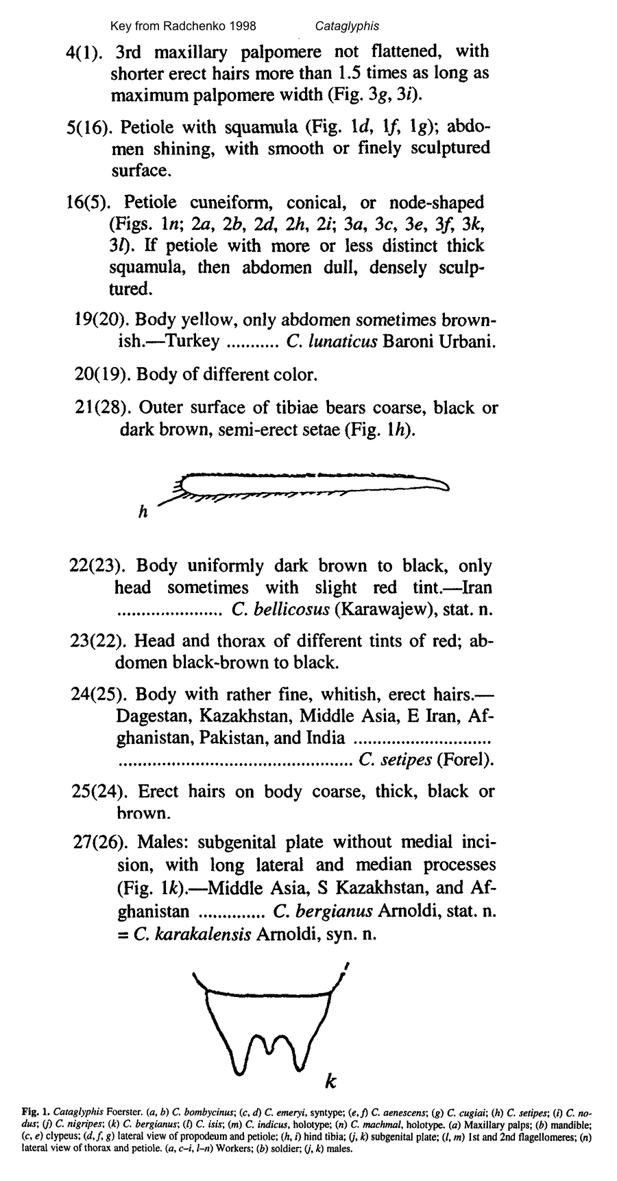 Cataglyphis bergiana