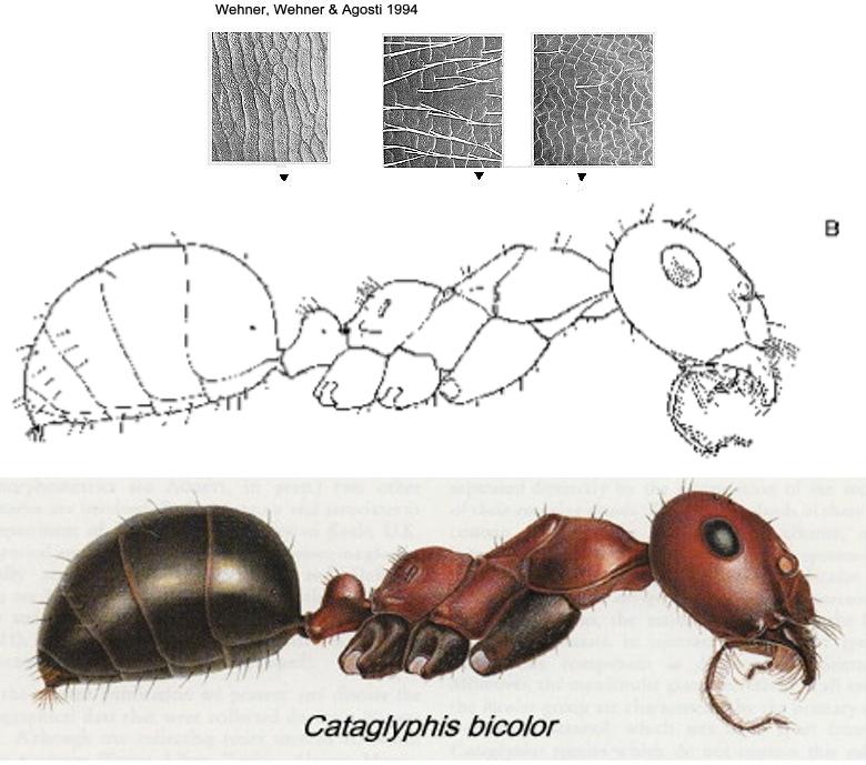 {Cataglyphis bicolor