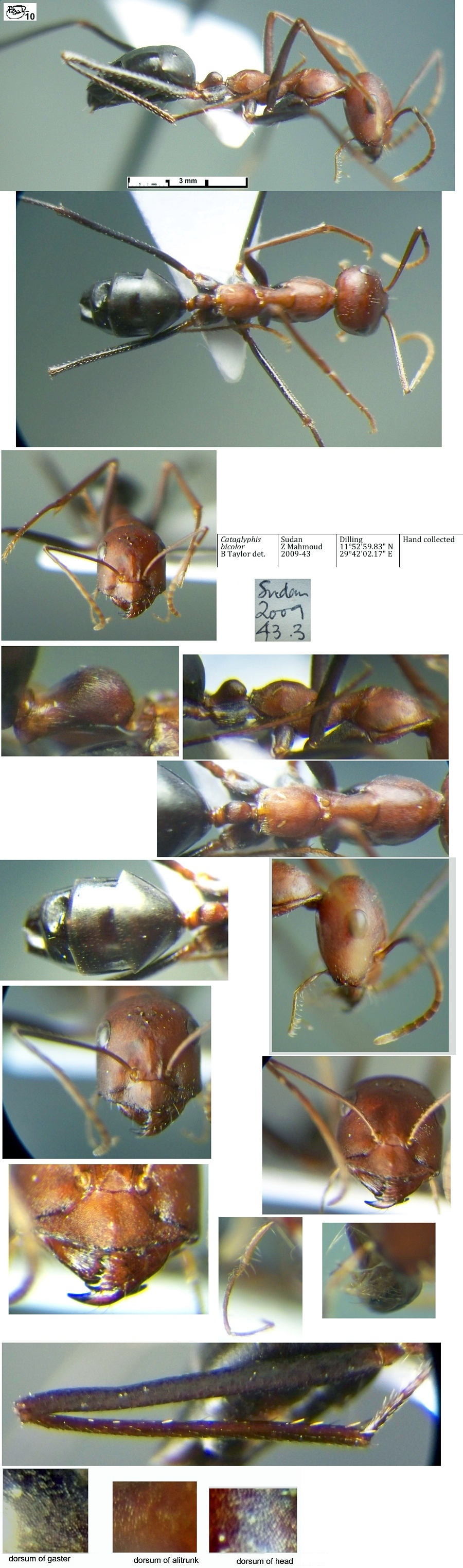 {Cataglyphis bicolor}