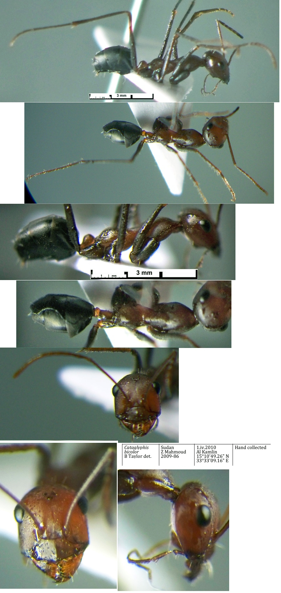 {Cataglyphis bicolor}