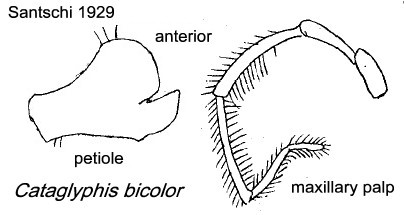 {Cataglyphis bicolor petiole & maxillary palp}