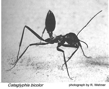 {Cataglyphis bicolor}