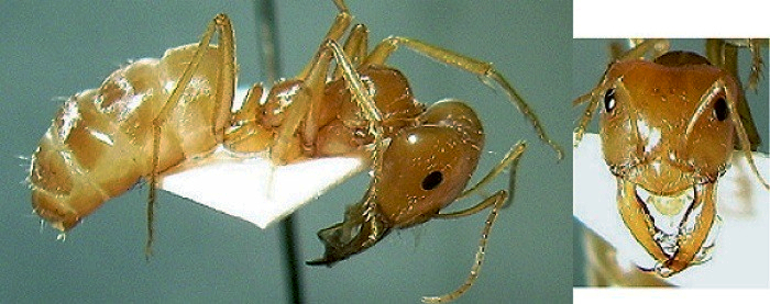 Cataglyphis bombycinus major