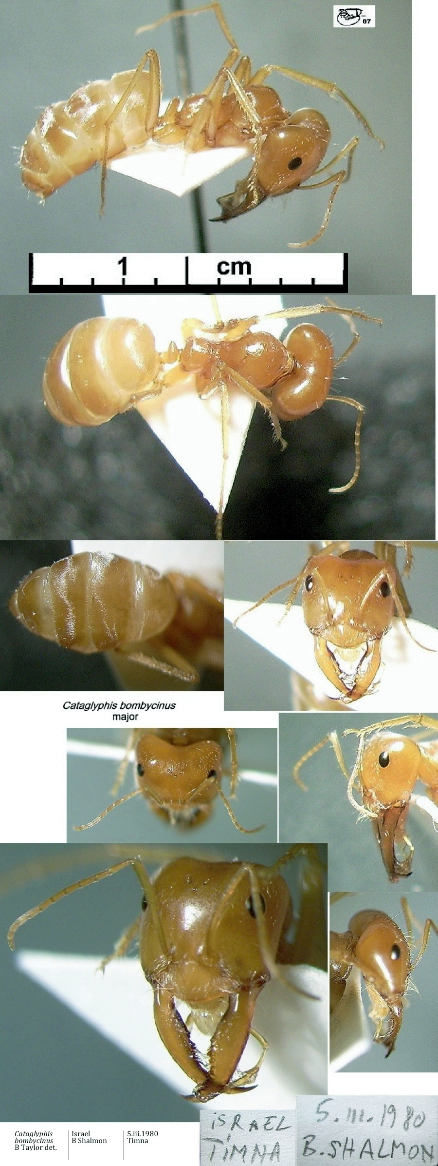 {Catagylphis bombycinus major}