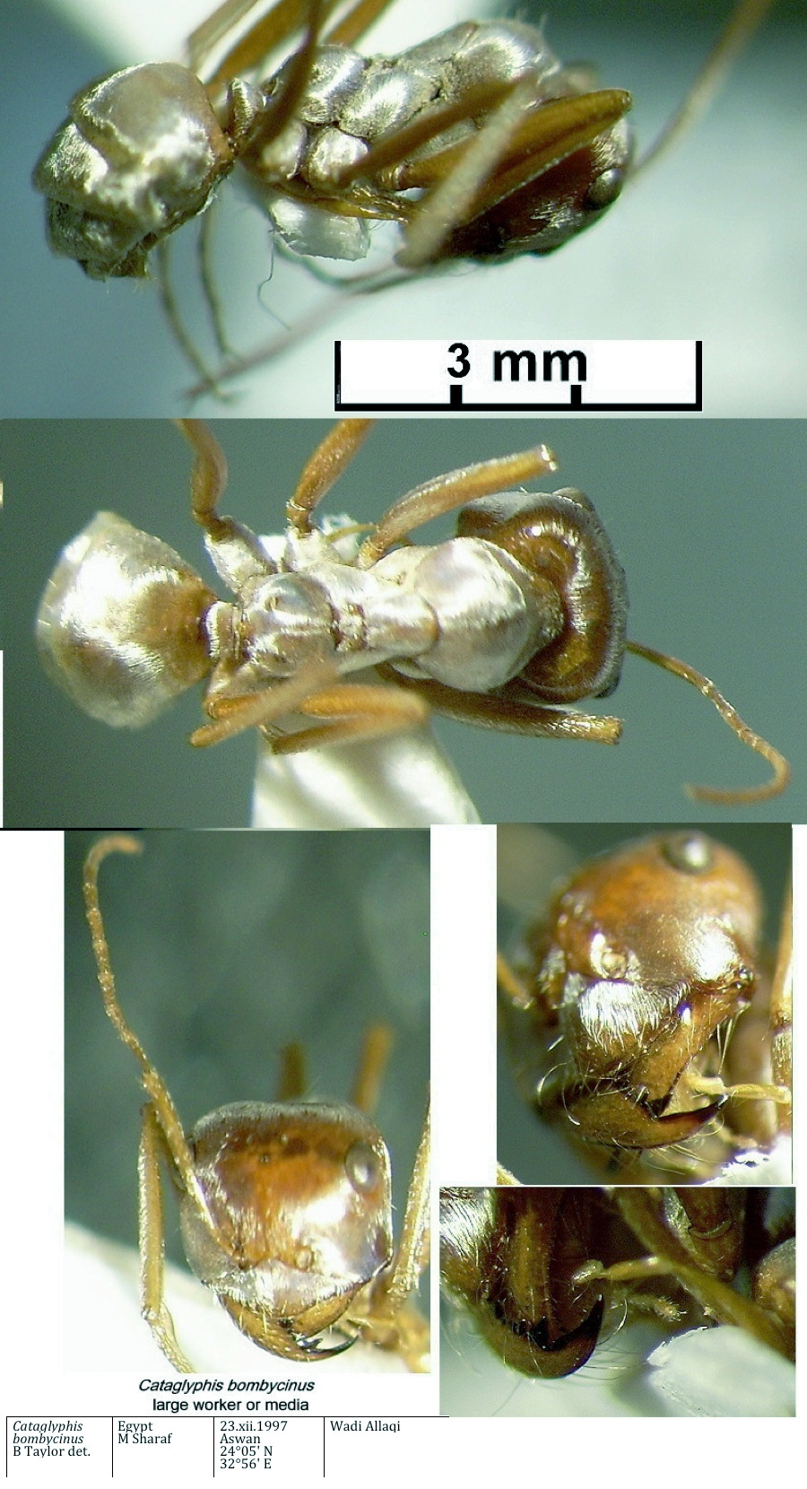 {Catagylphis bombycinus media Egypt}