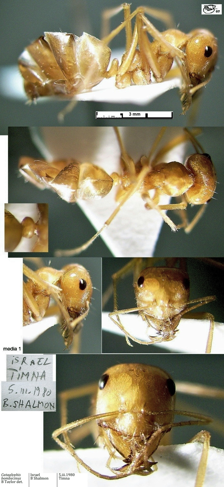 {short description of image}