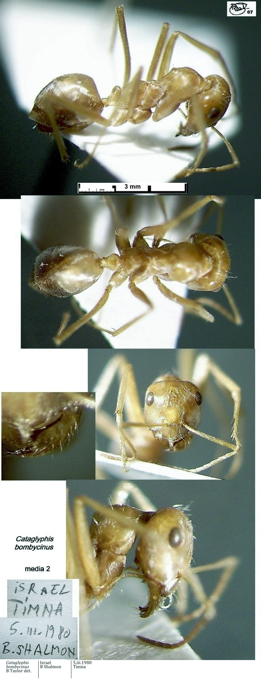 {short description of image}