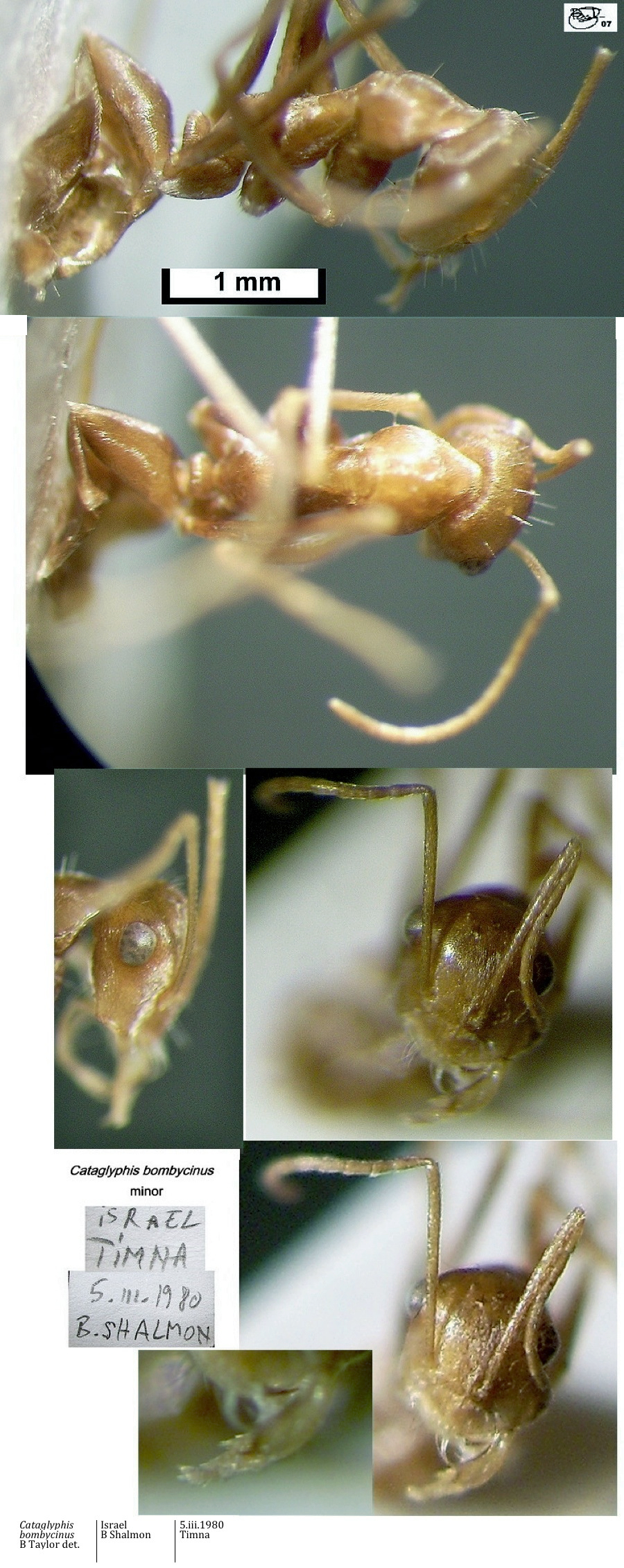 {short description of image}