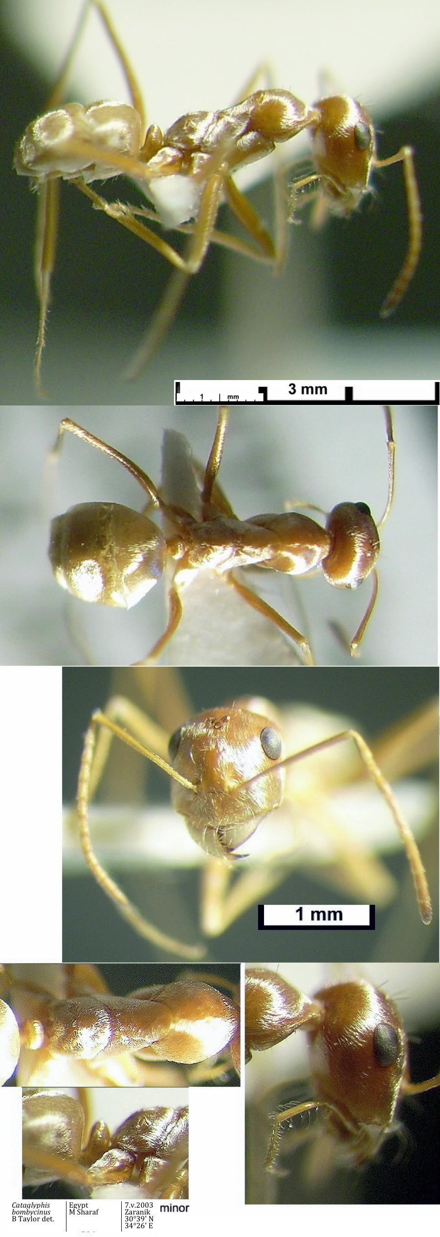 {Catagylphis bombycinus minor Egypt}