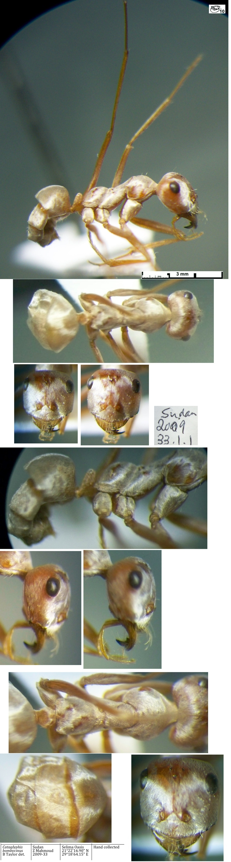 {Catagylphis bombycinus media}