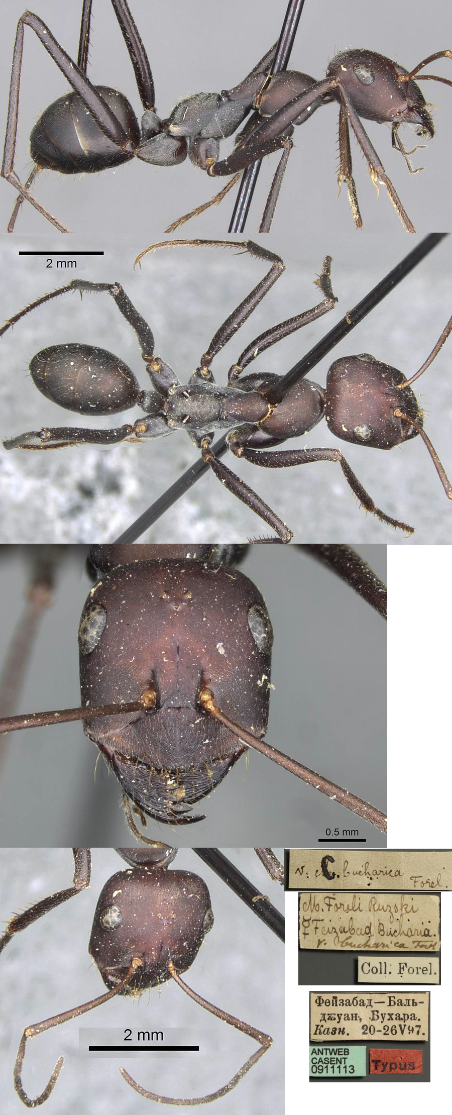 {Cataglyphis bucharicus}