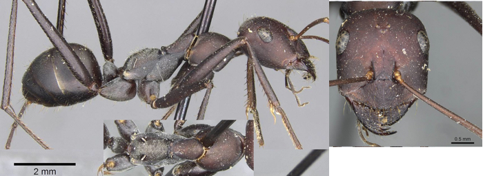 Cataglyphis bucharicus