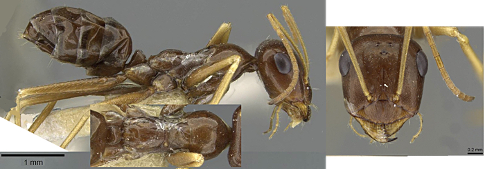 Cataglyphis cinnamomeous