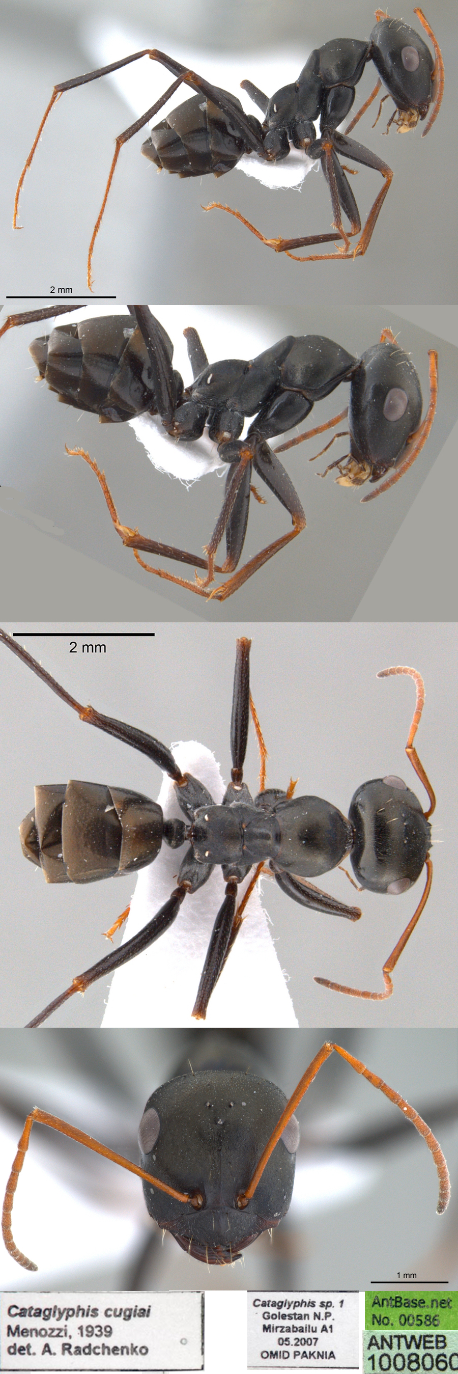 {Cataglyphis cugiai}