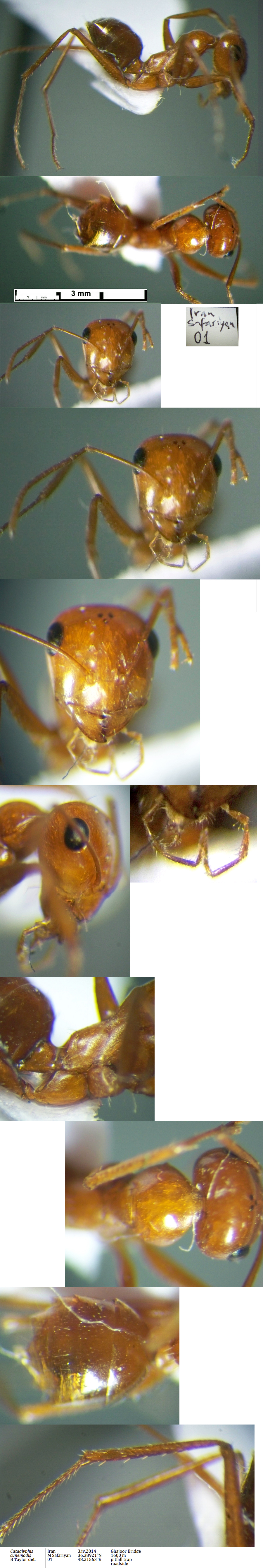 {Cataglyphis cuneinodis}