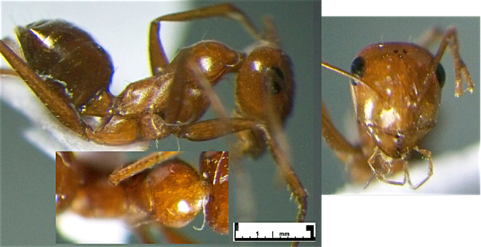 Cataglyphis cuneinodis