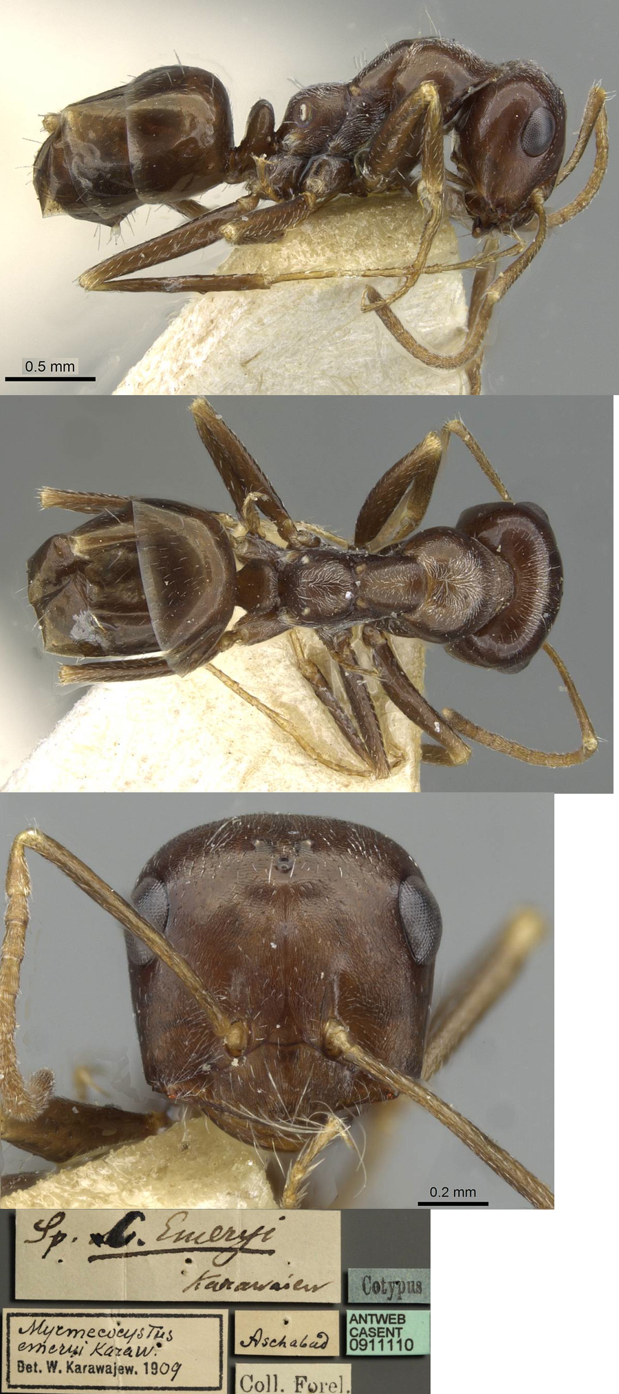 {Cataglyphis emeryi}