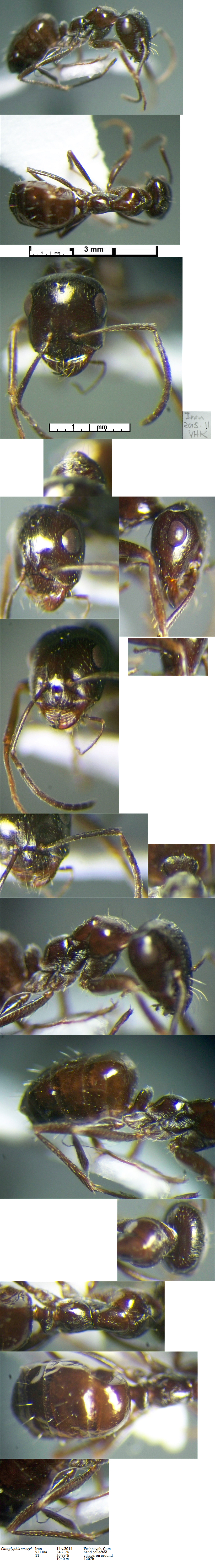 {Cataglyphis emeryi worker}