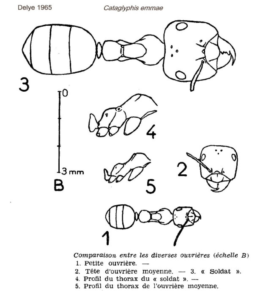 {Cataglyphis emmae}