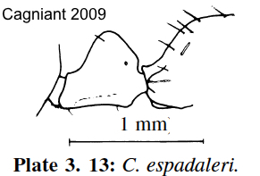 Cataglyphis espadaleri