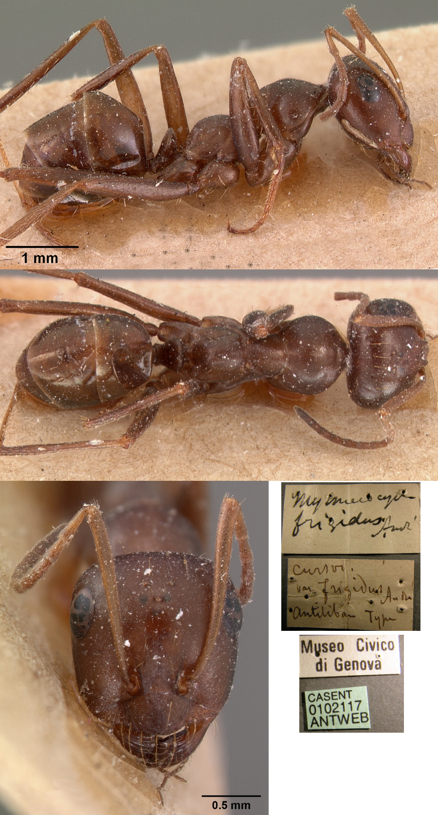 {Cataglyphis frigidus type}