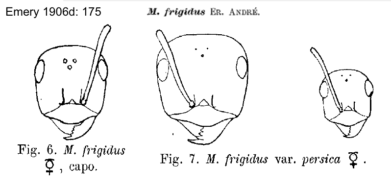 {Cataglyphis frigidus}