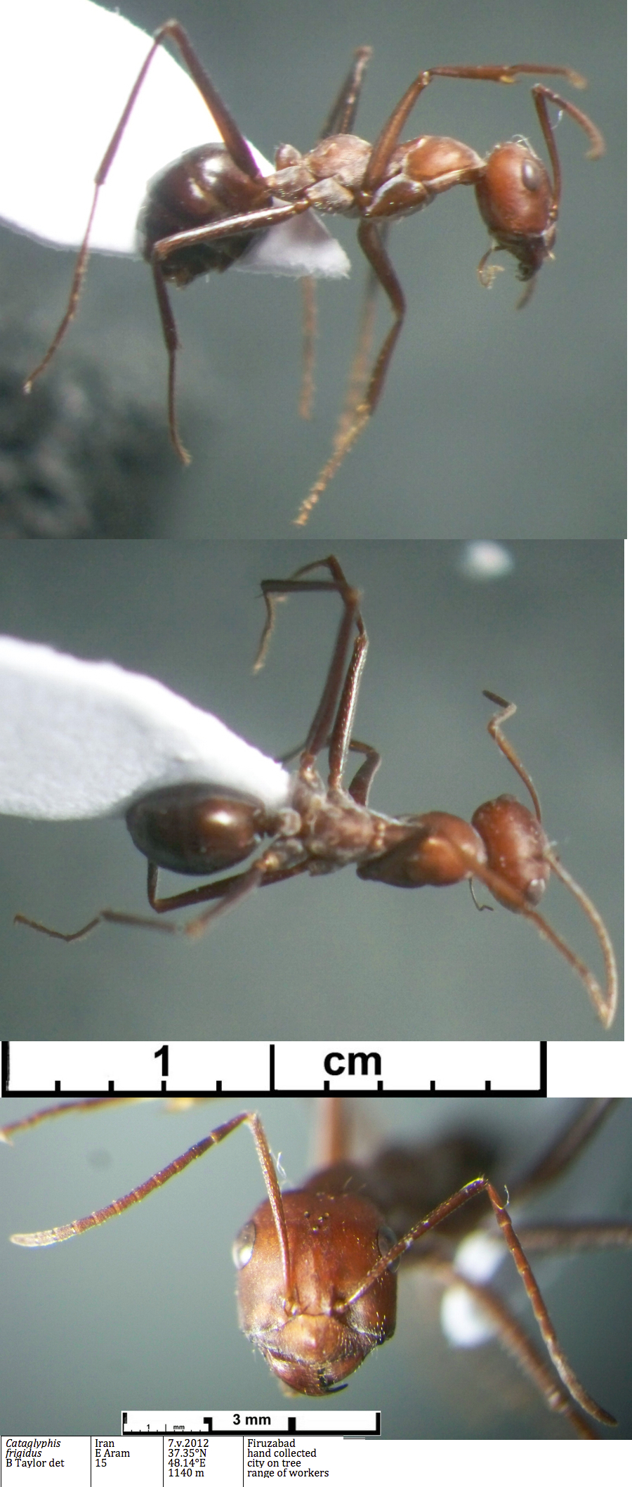 {Cataglyphis frigidus major}