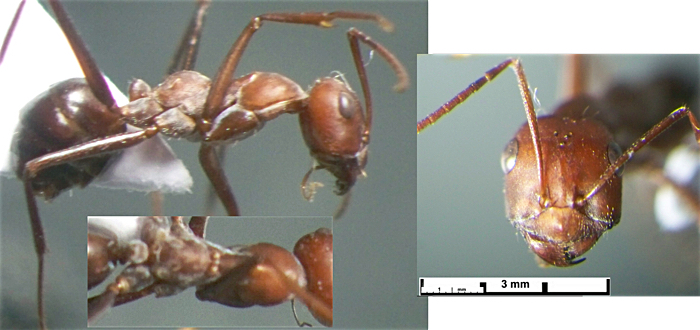 Cataglyphis frigidus persicus