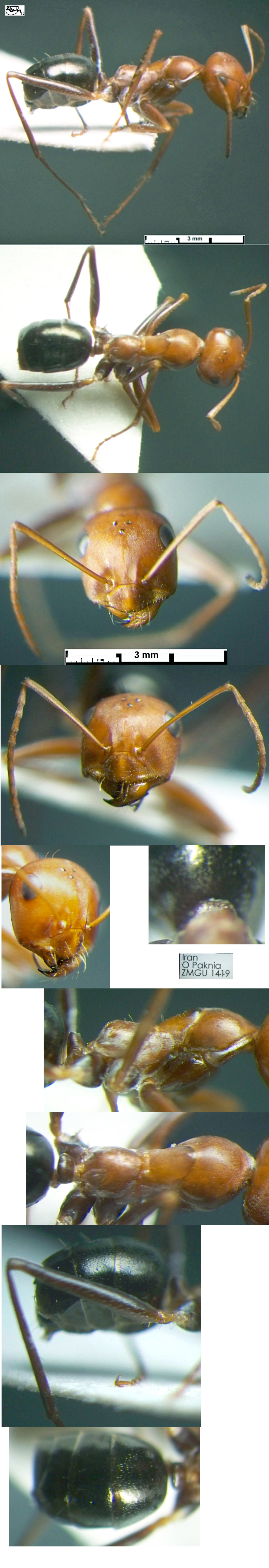 {Cataglyphis aenescens morphs}