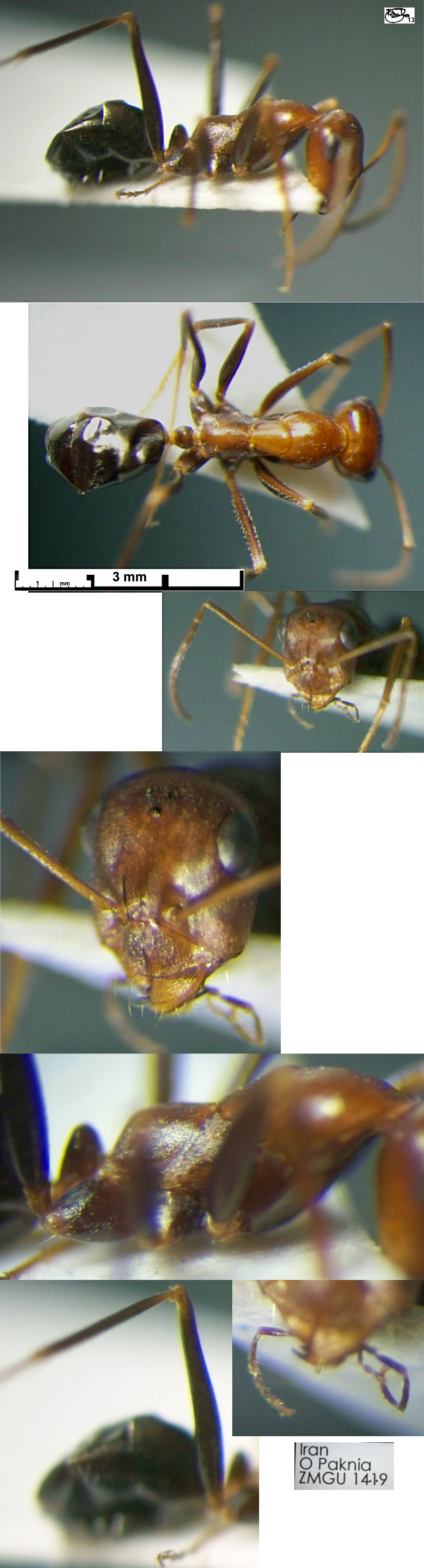 {Cataglyphis frigidus minor}