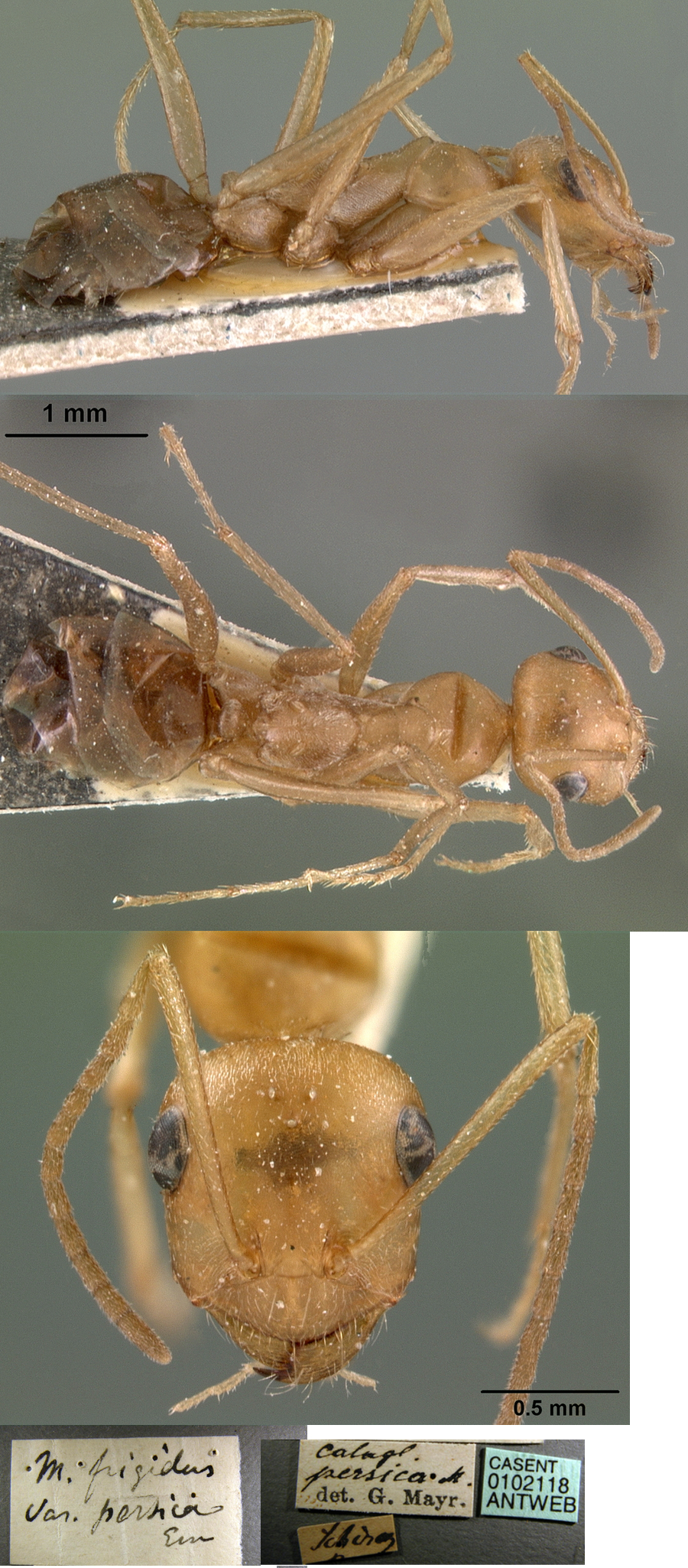 {Cataglyphis frigidus persicus}