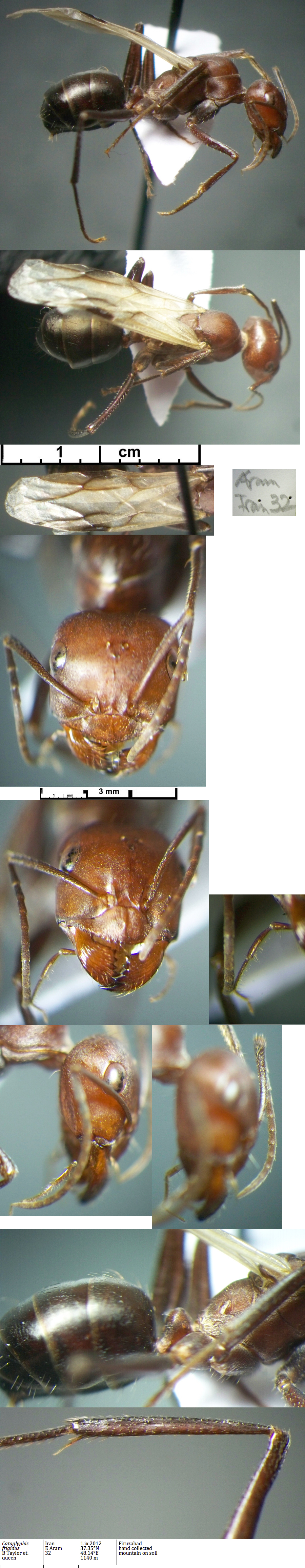 {Cataglyphis frigidus queen}