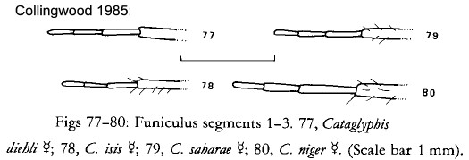 {Cataglyphis funiculi}