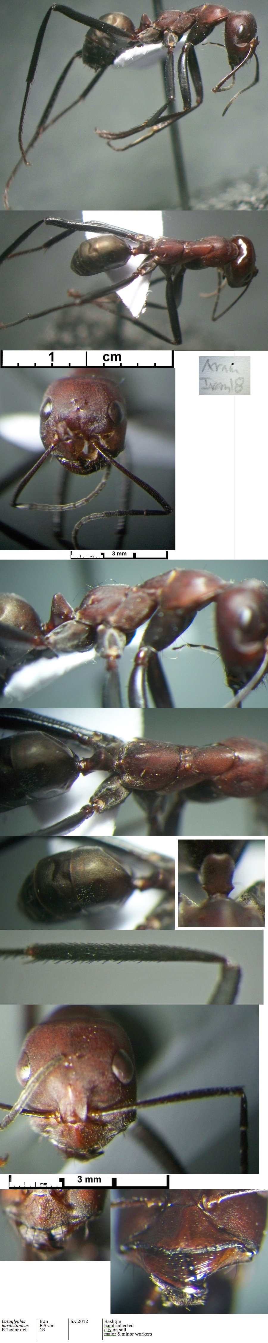 {Cataglyphis kurdistanicus major worker}