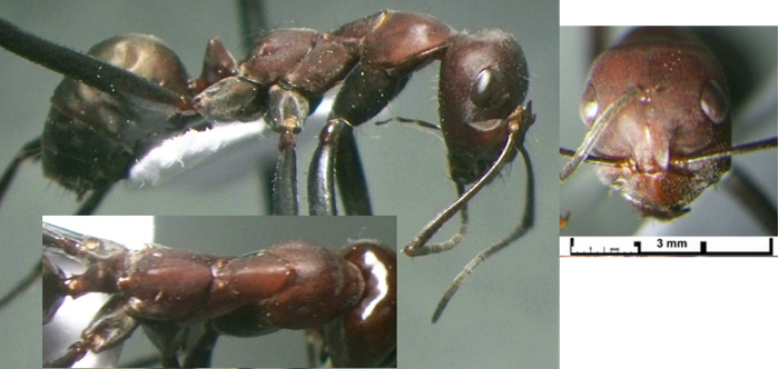 Cataglyphis kurdistanicus