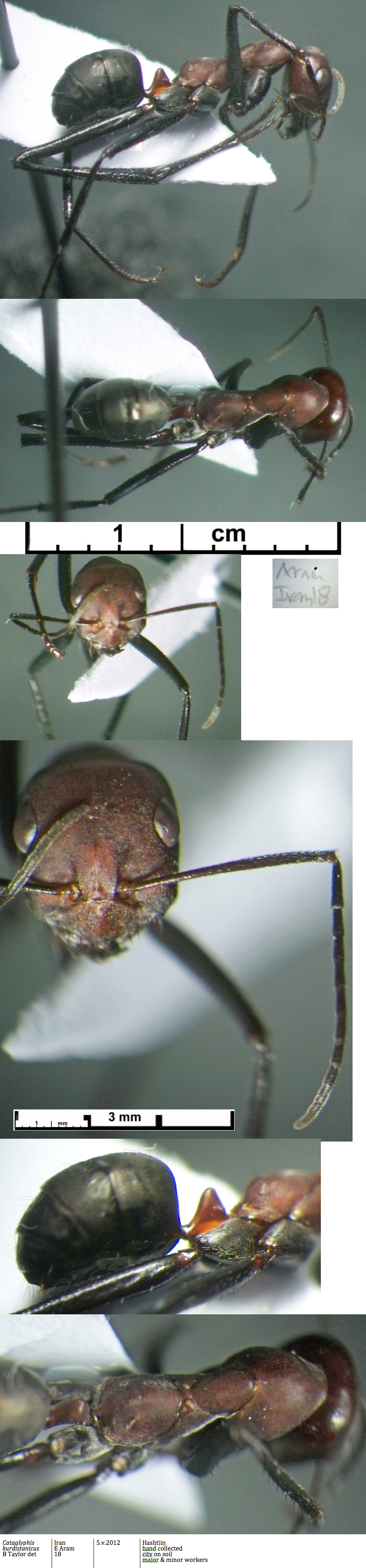 {Cataglyphis kurdistanicus minor worker}