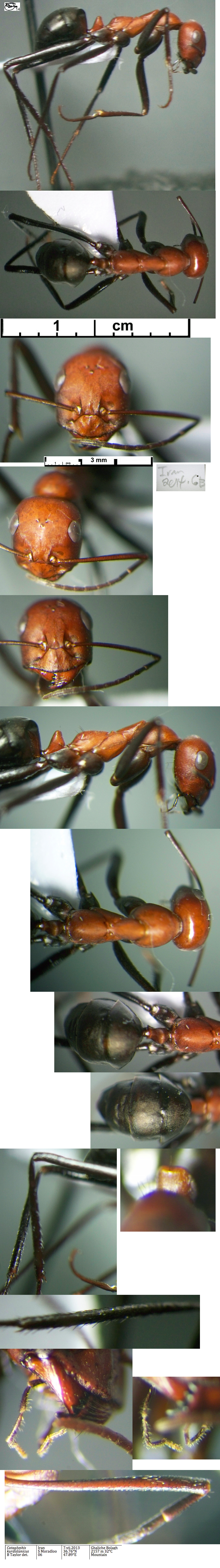 {Cataglyphis kurdistanicus worker}