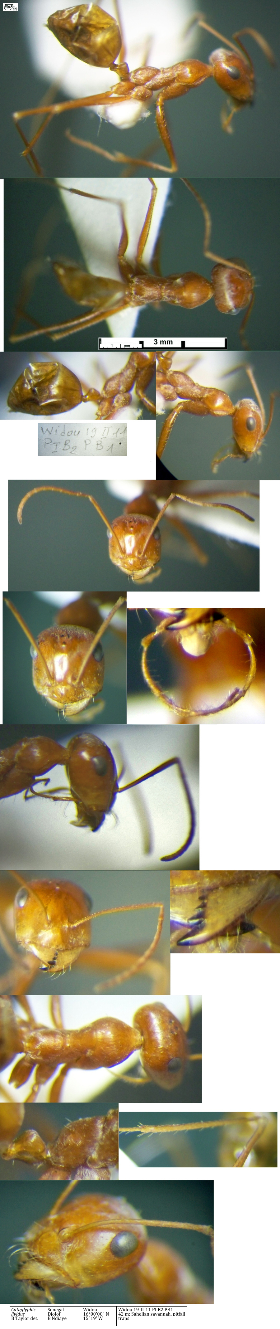 {Cataglyphis lividus}