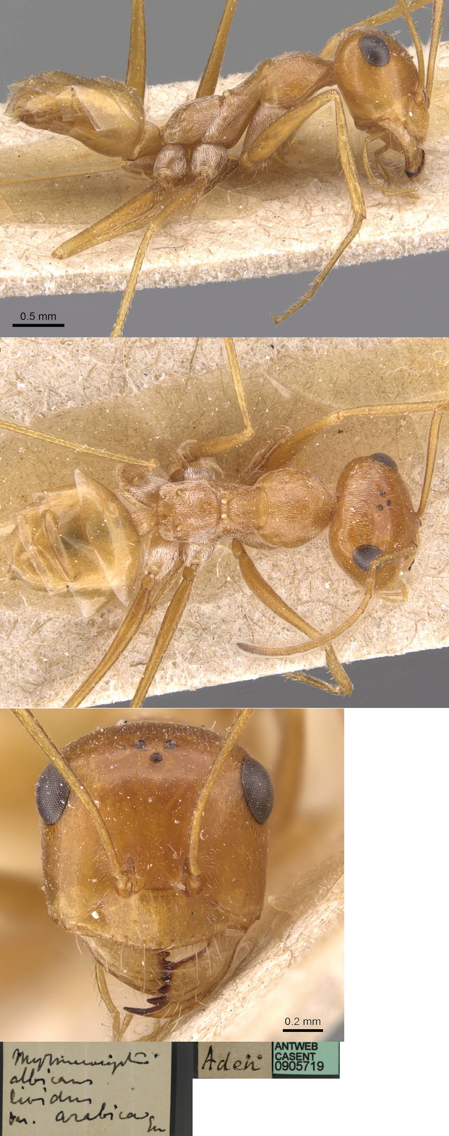 {Cataglyphis lividus luteus}