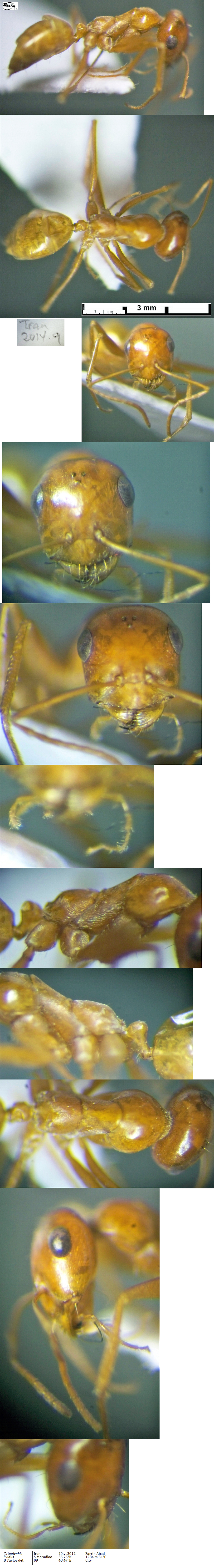 {Cataglyphis lividus}