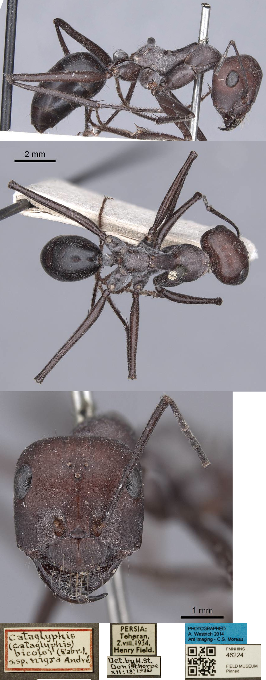 {Cataglyphis longipedem non-type}