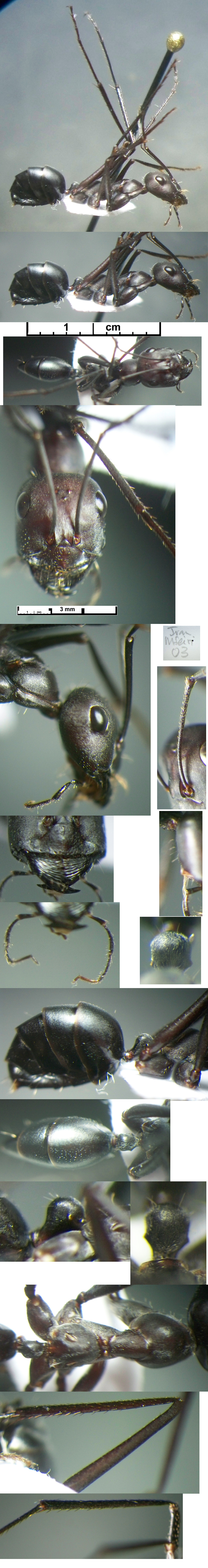 {Cataglyphis longipedem major}