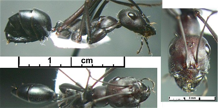 Cataglyphis longipedem major