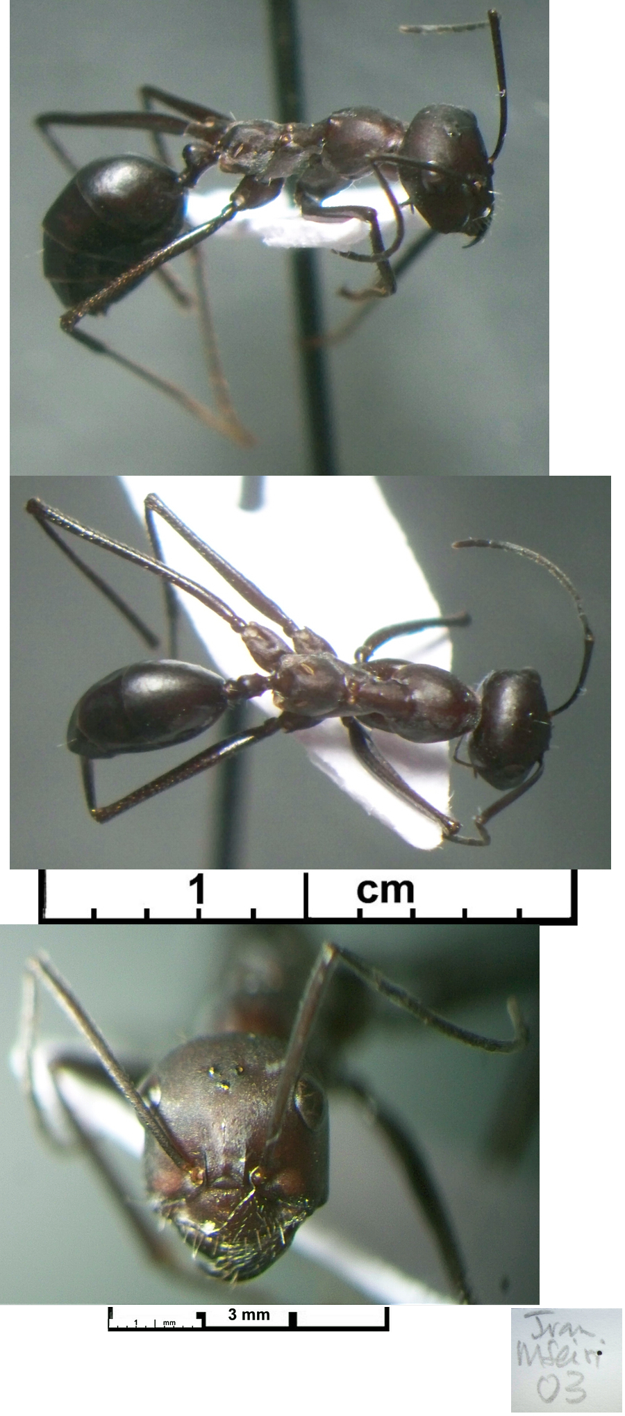 {Cataglyphis longipedem minor}