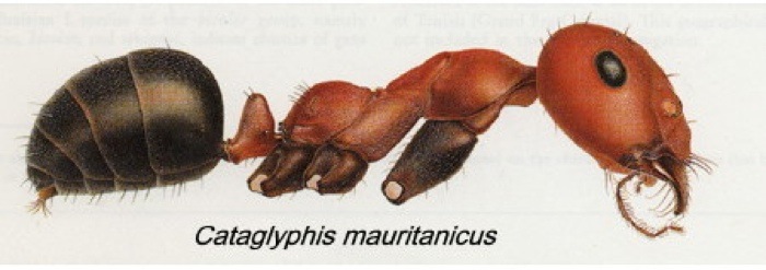 {Cataglyphis mauritanicus}